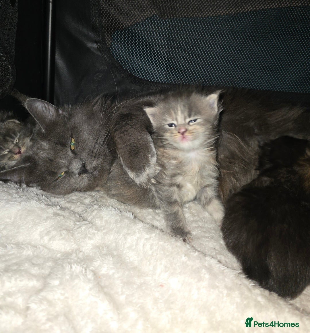 Maine Coon cats for sale: Maine Coon Kittens LARGE Blue/Black Tortie/Tabby - Advert 20