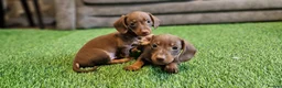 Miniature Dachshund dogs for sale: MINIATURE DACHSHUNDS PUPPIES  - Advert 29
