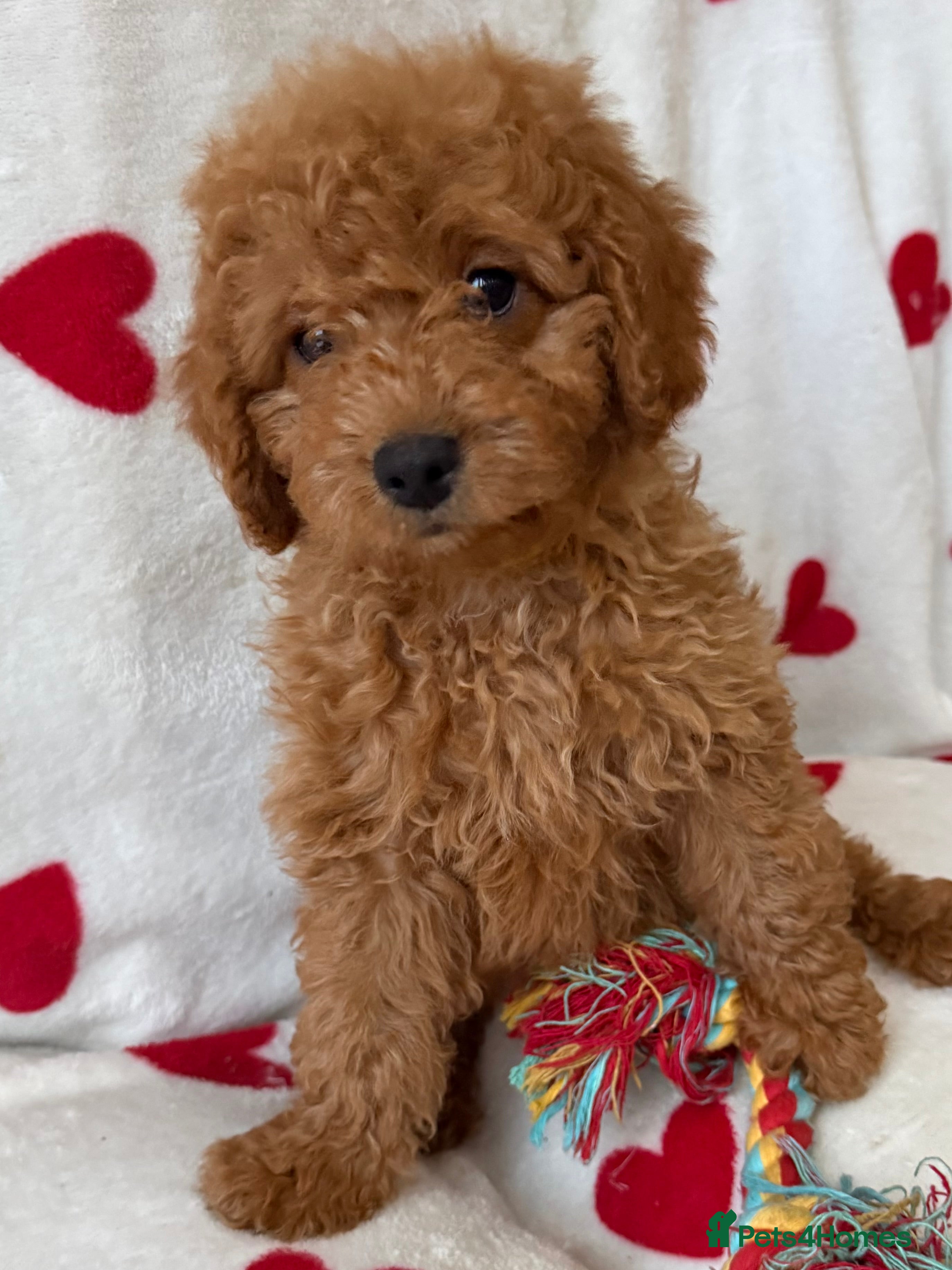 Cavapoo dogs Adorable Cavapoo Puppies READY TO GO - Advert 2