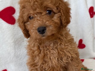 Cavapoo dogs Adorable Cavapoo Puppies READY TO GO - Advert 2