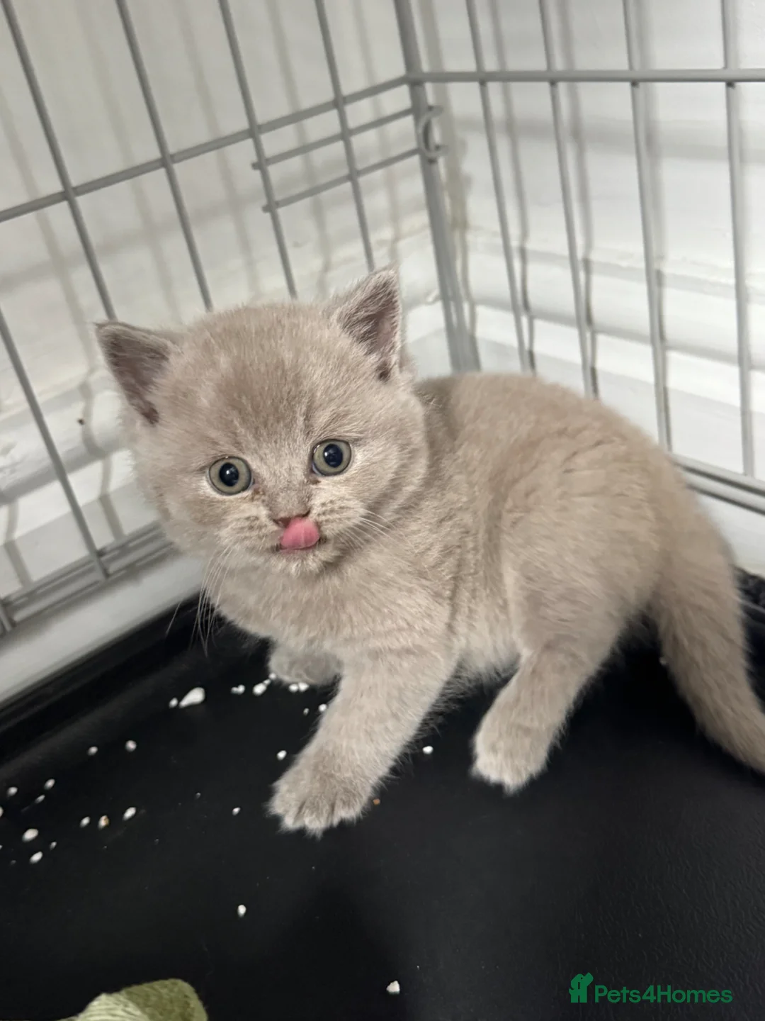 British Shorthair cats for sale: British shorthair blue and lilac  - Advert 2