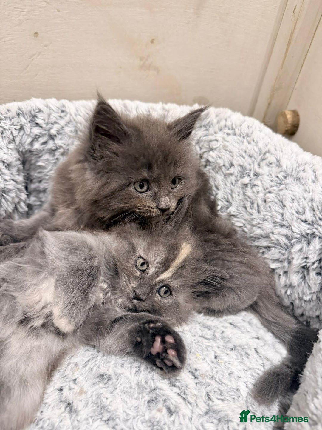 Maine Coon cats for sale: Two beautiful male Maine Coons - Advert 1
