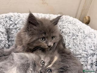 Maine Coon cats Two beautiful Maine Coon GIRLS - Advert 9