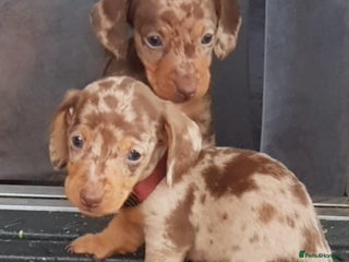 Miniature Dachshund dogs - Advert 5