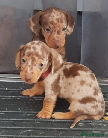 Miniature Dachshund dogs - Advert 4