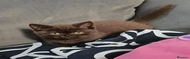 British Shorthair Kitten 2