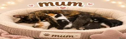 Mixed Breed cats for sale: 🐾 Beautiful Maine Coon × Shorthair Kittens 🐾 - Advert 2