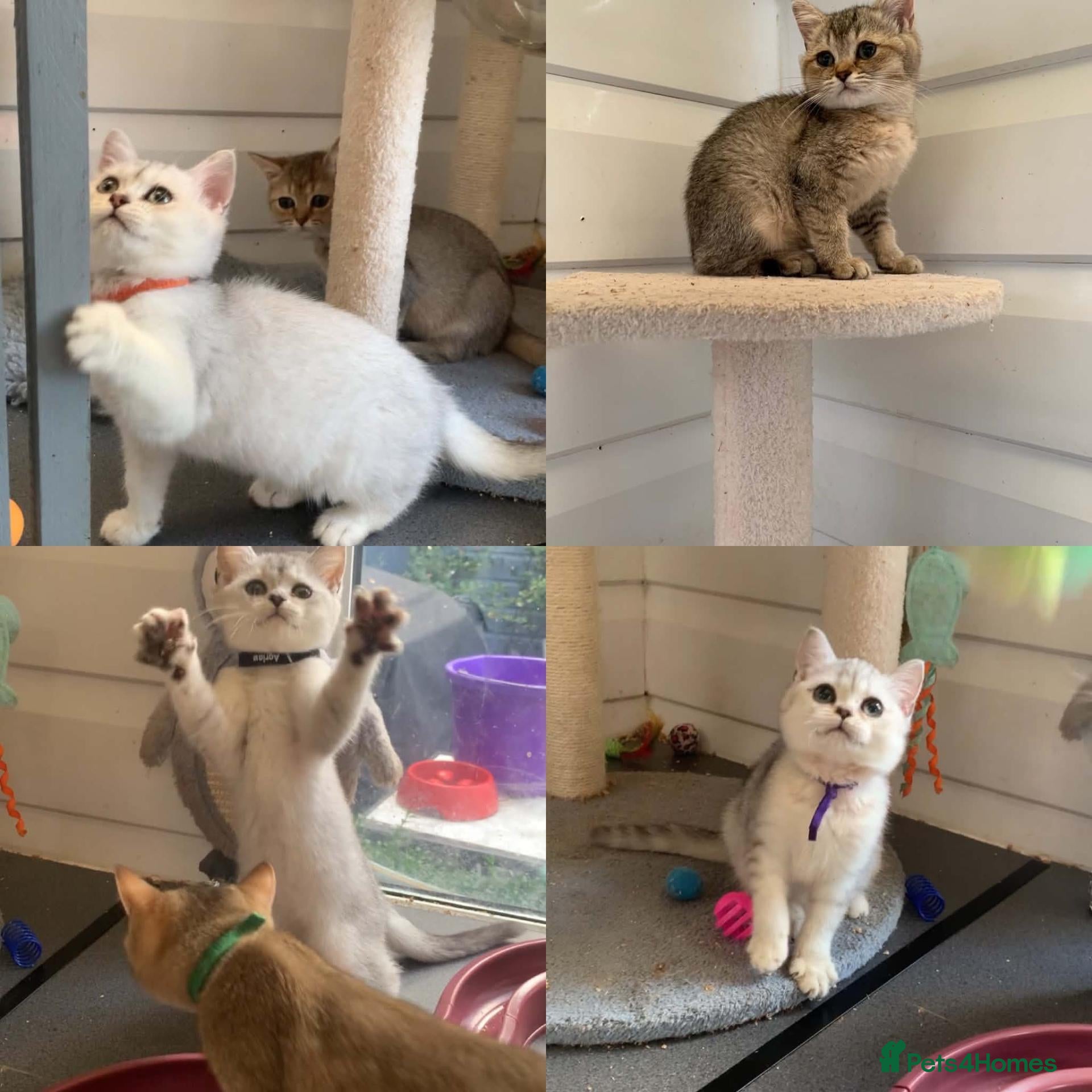British Shorthair cats BSH Kittens 11 weeks old Shaded colours  - Advert 1