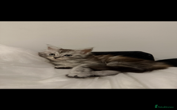 Mixed Breed cats for sale: Maine coon / Tabby kittens - Image 2