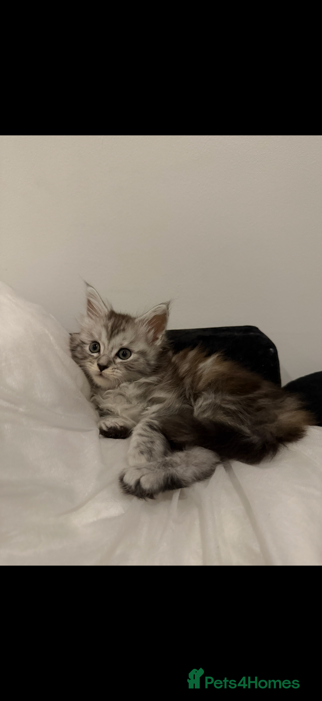 Mixed Breed cats for sale: Maine coon / Tabby kittens - Image 2