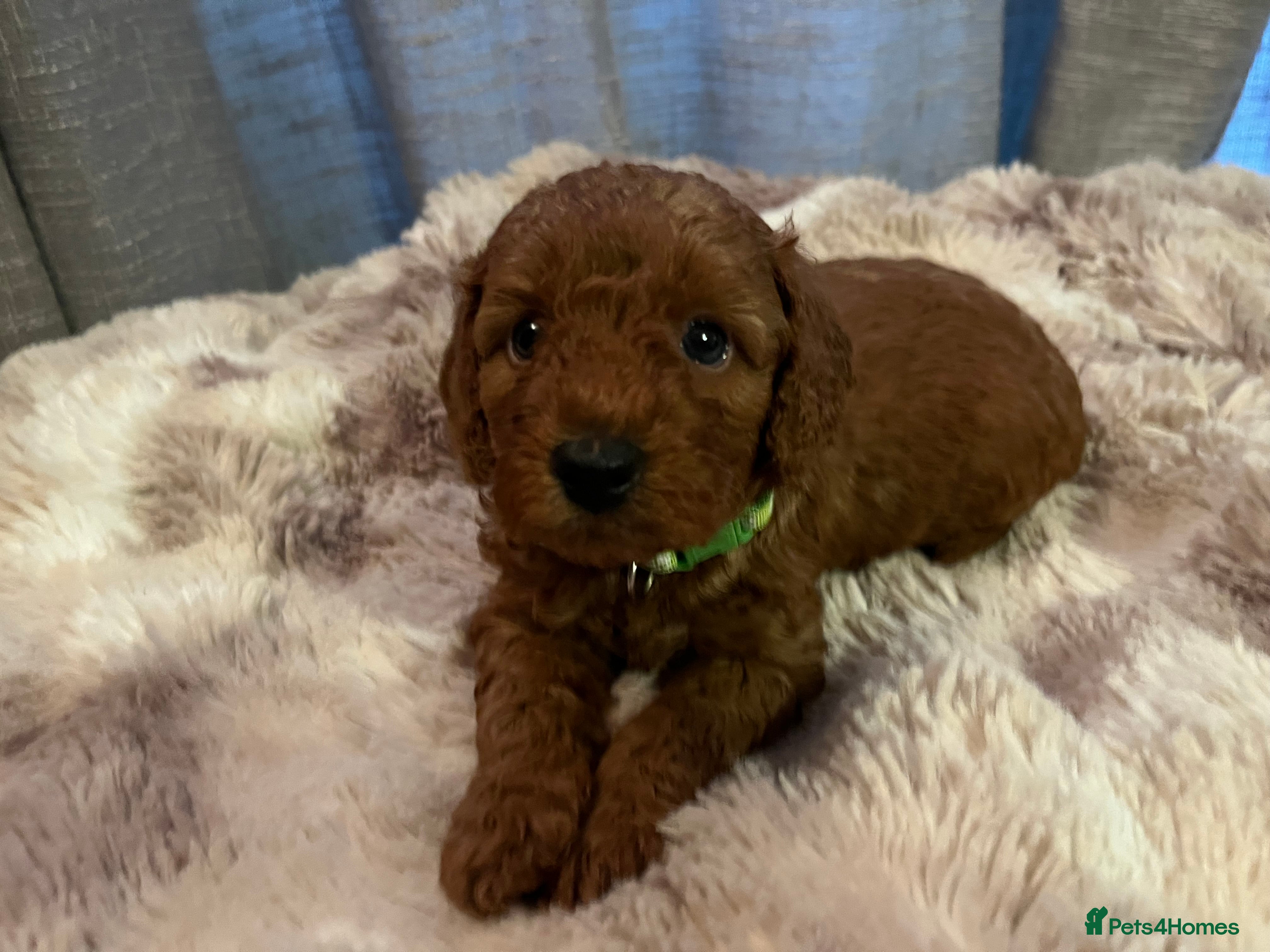 Cavapoo dogs Cavapoo F1BB puppies  - Advert 2