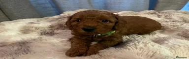 Cavapoo Puppy 8 (Buddy) (Green) 