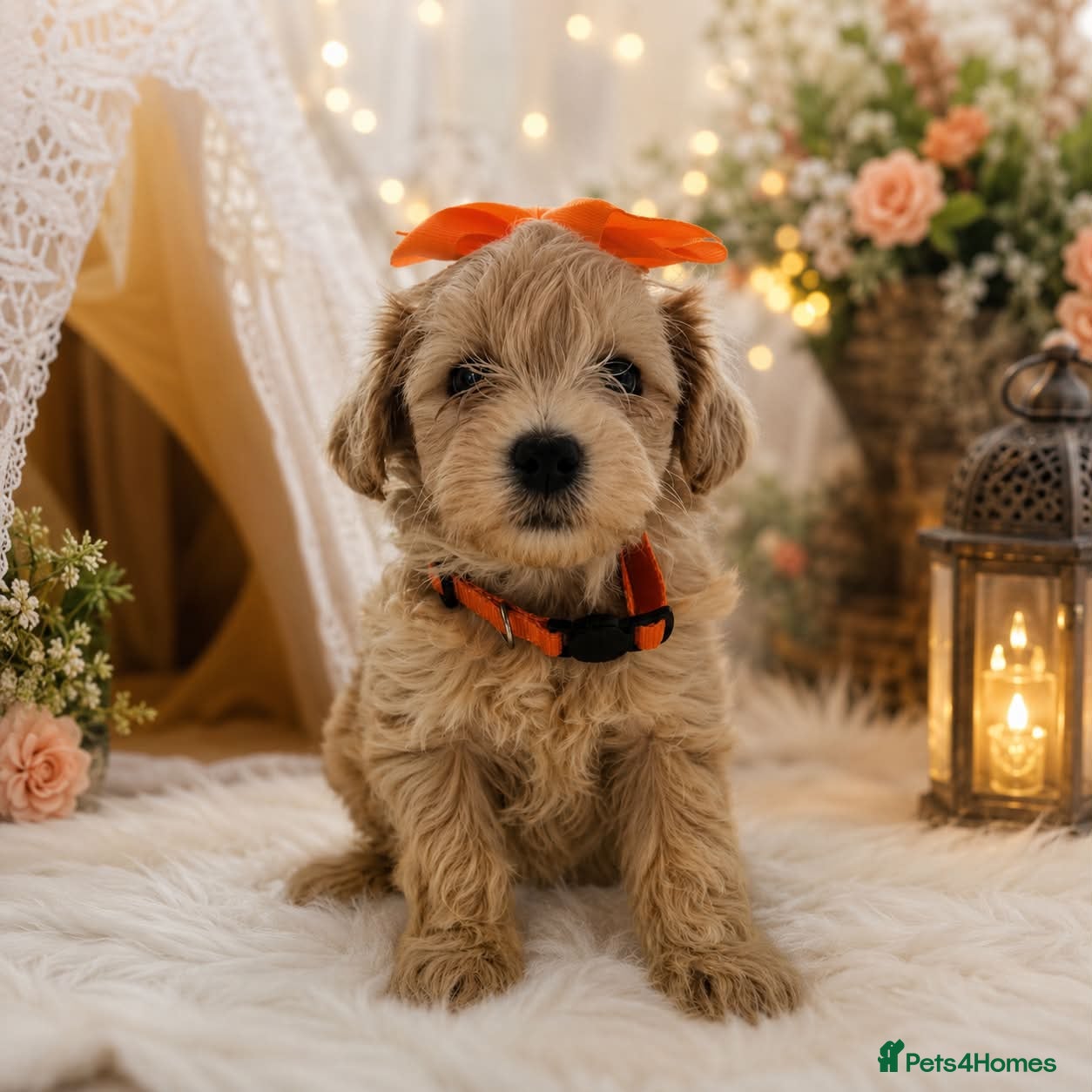 Maltipoo dogs READY NOW . 3 girls 1 boy left  - Advert 3