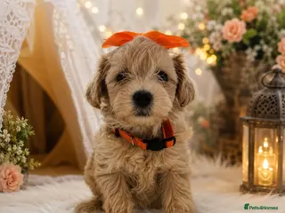 Maltipoo dogs READY NOW . 3 girls 1 boy left - Advert 3