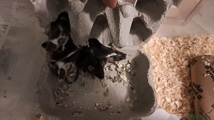 Mouse rodents - Advert 5