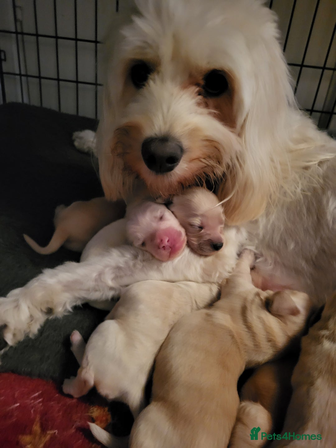 Mixed Breed dogs for sale: Rare silky cocker puppies  - Image 12