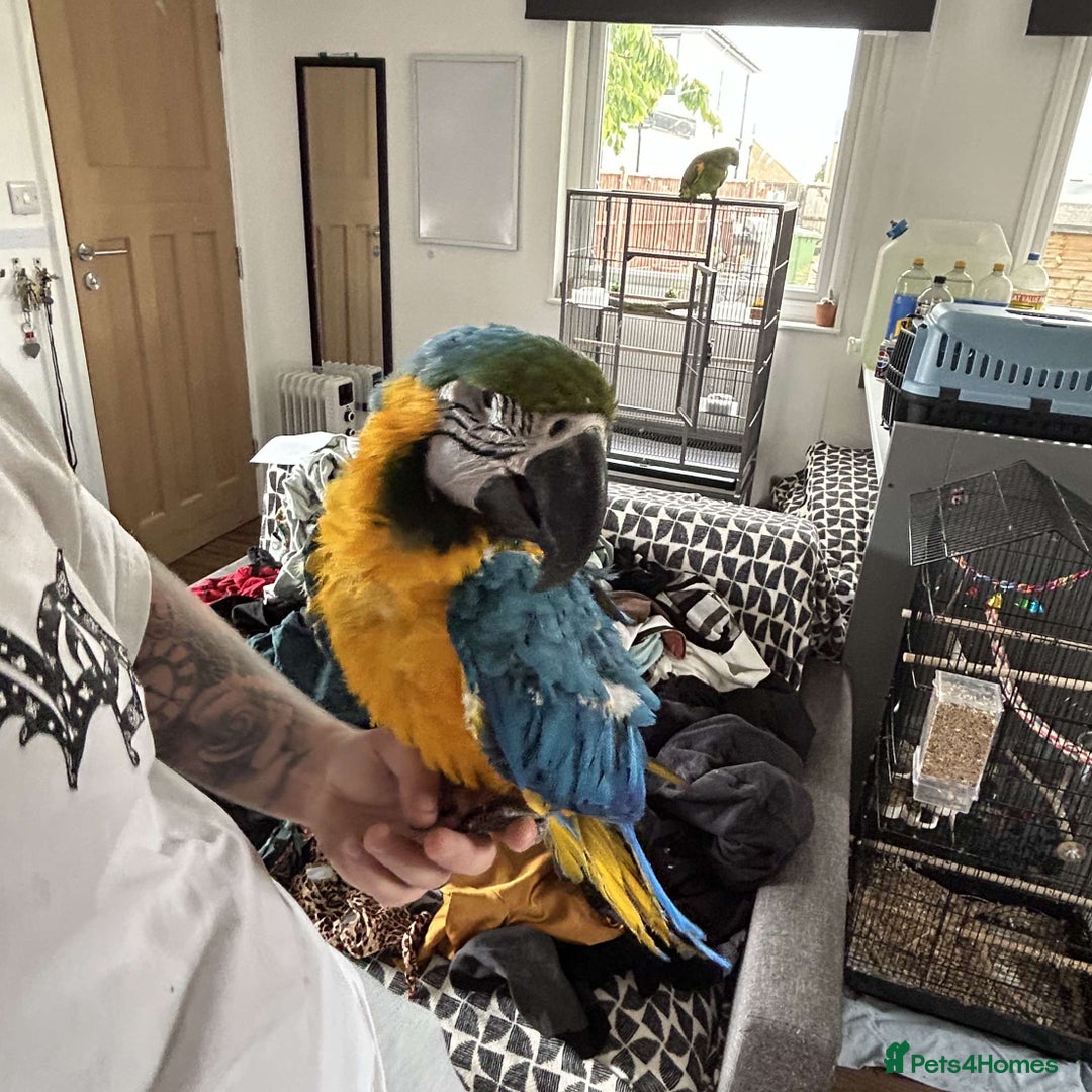 Macaws birds for sale: Tame blue and gold  - Image 3
