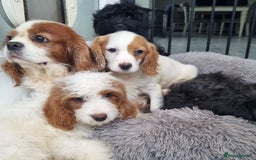 Cavapoo dogs for sale: F1 Cavapoo puppies - Image 2