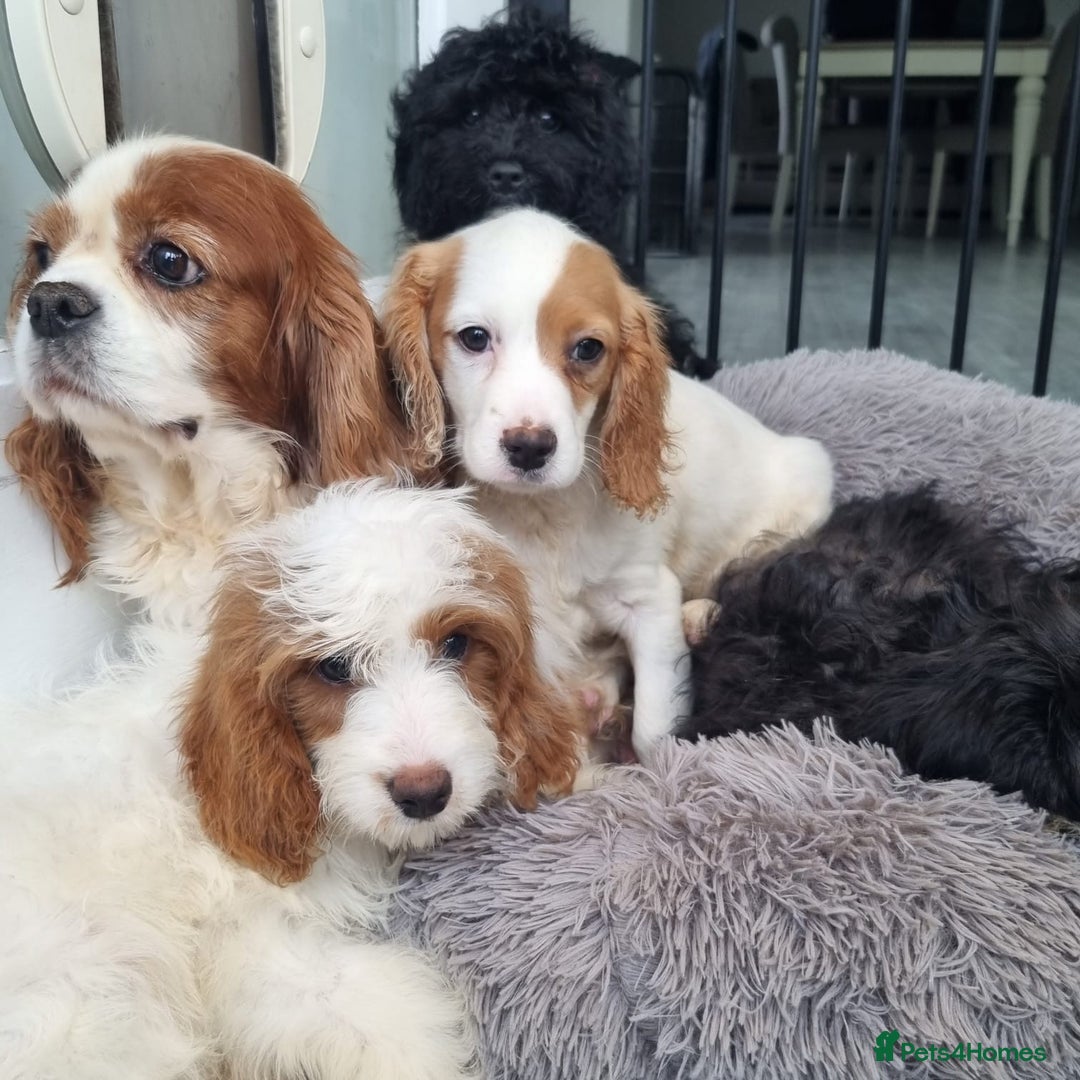 Cavapoo dogs for sale: F1 Cavapoo puppies - Image 2