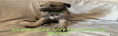 Acer - Green Collar 