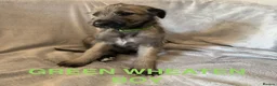 Irish Wolfhound dogs for sale: Health Tested, KC Reg Irish Wolfhounds  - Advert 15