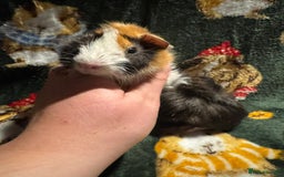Guinea Pig rodents for sale: Beautiful Baby Guineapigs  - Image 4