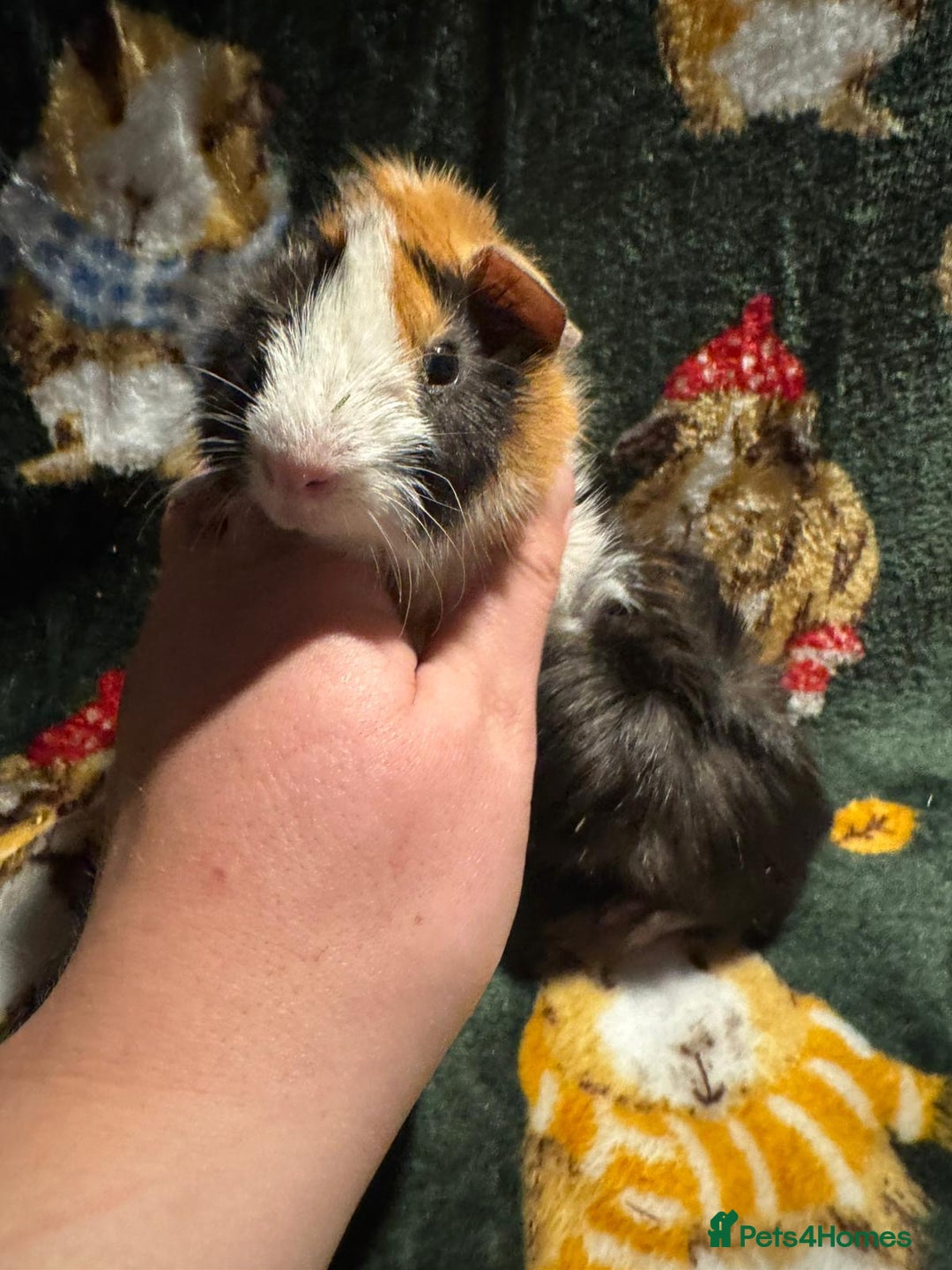 Guinea Pig rodents for sale: Beautiful Baby Guineapigs  - Image 4