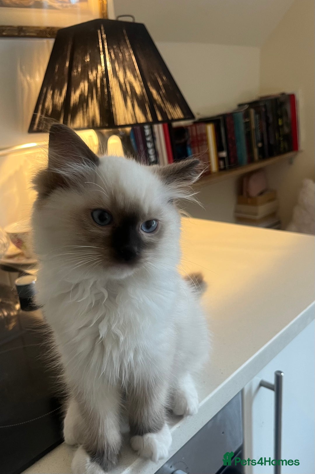 Ragdoll cats for sale: 🎀Beautiful Ragdoll kittens (TICA reg)🎀 - Image 1