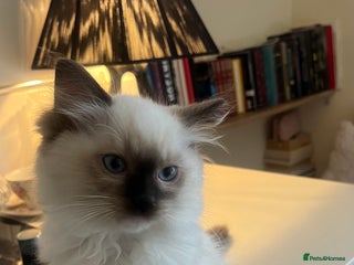 Ragdoll cats - Advert 13