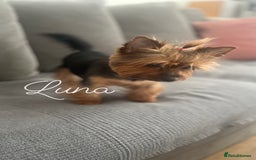 Yorkshire Terrier dogs for sale: ❤️Miniature yorkshire terrier puppies ☘️ - Image 21