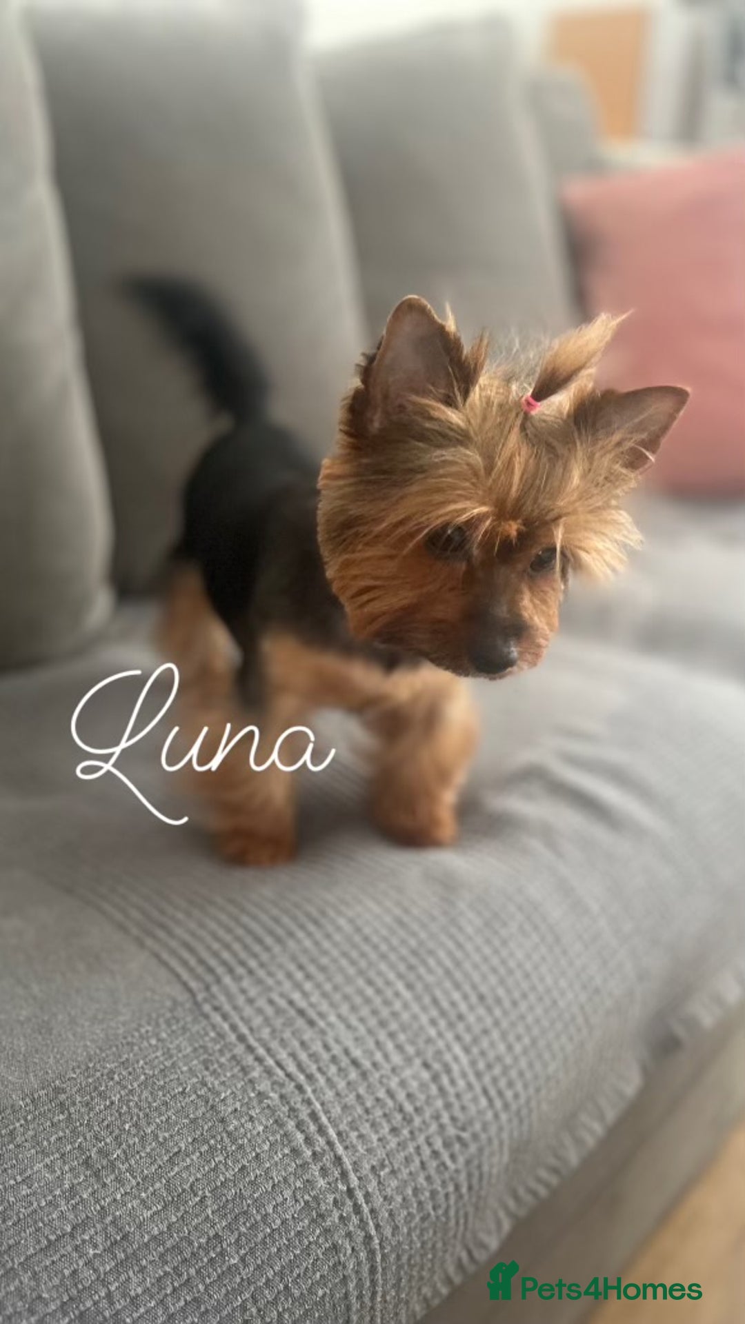 Yorkshire Terrier dogs for sale: ❤️Miniature yorkshire terrier puppies ☘️ - Image 21