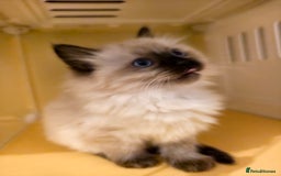 Ragdoll cats for sale: Beautiful Ragdoll Kittens Ready for Sale! - Advert 8