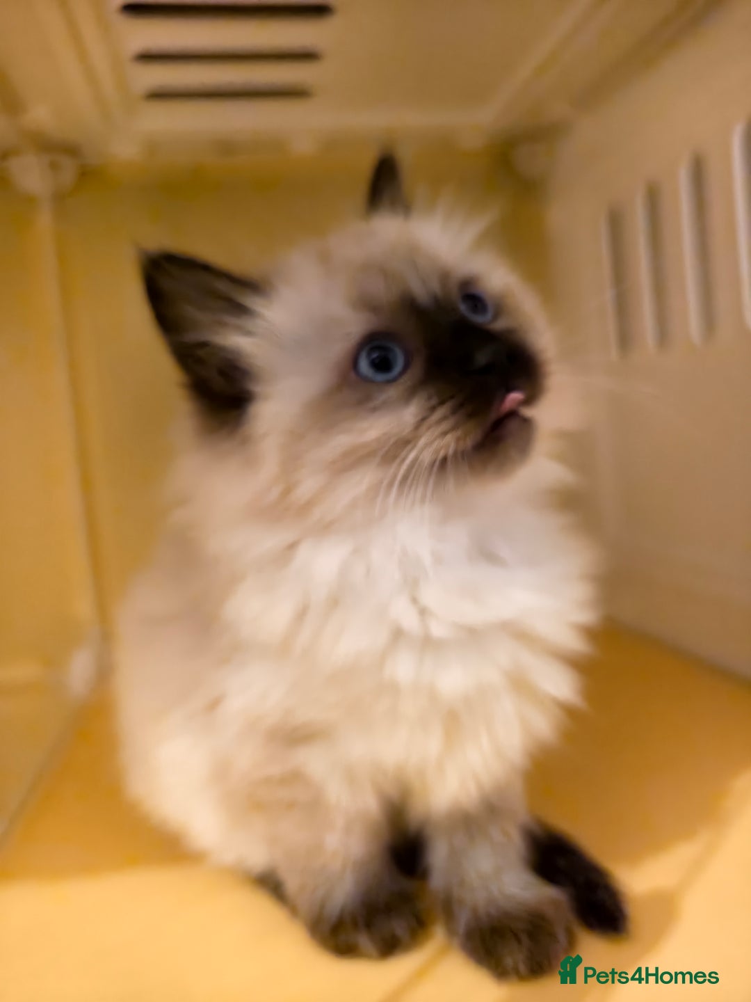 Ragdoll cats for sale: Beautiful Ragdoll Kittens Ready for Sale! - Advert 8