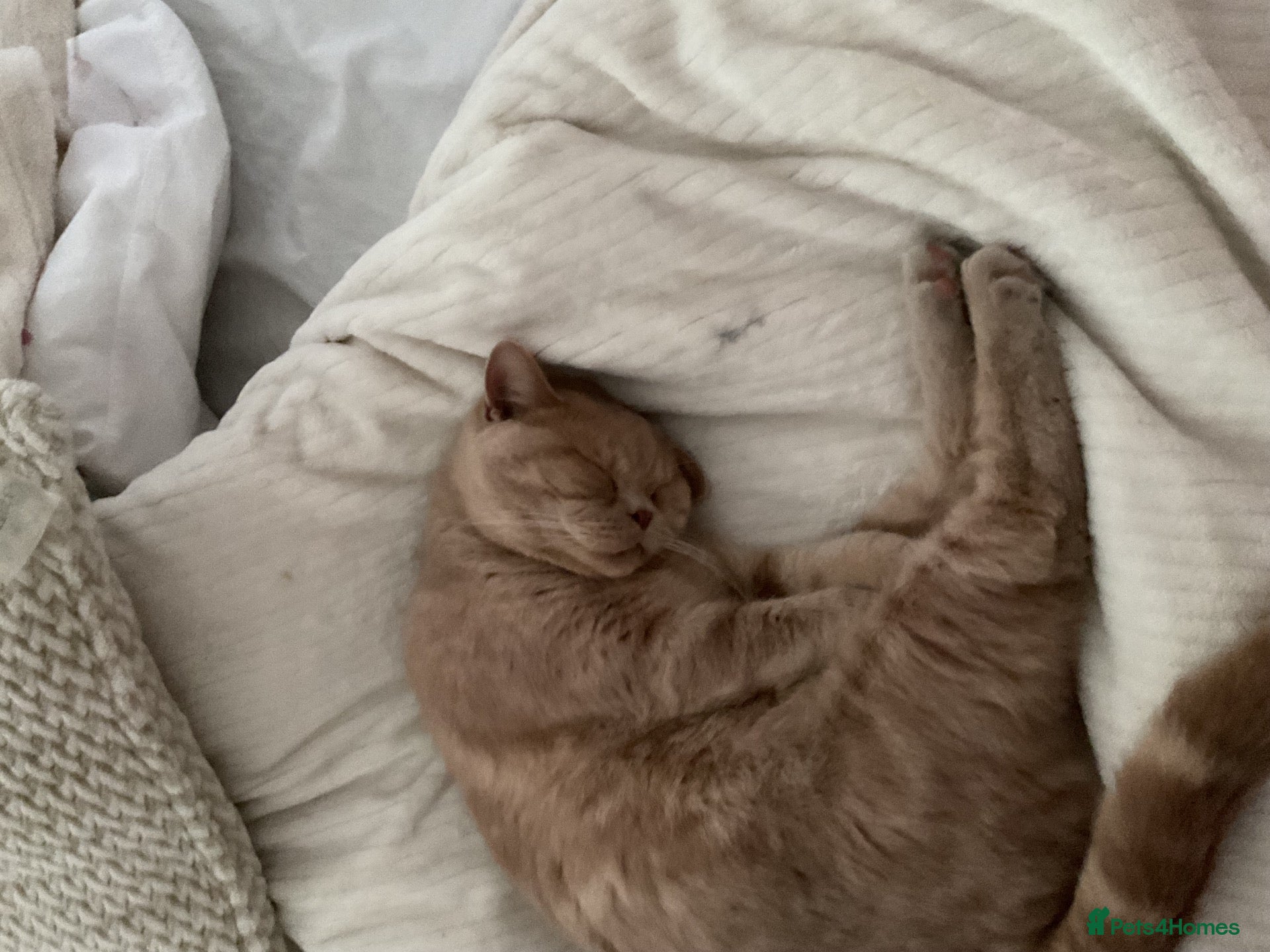 British Shorthair cats for sale: Beautiful Cat Looking for a Loving Forever Home 🐾 - Advert 6