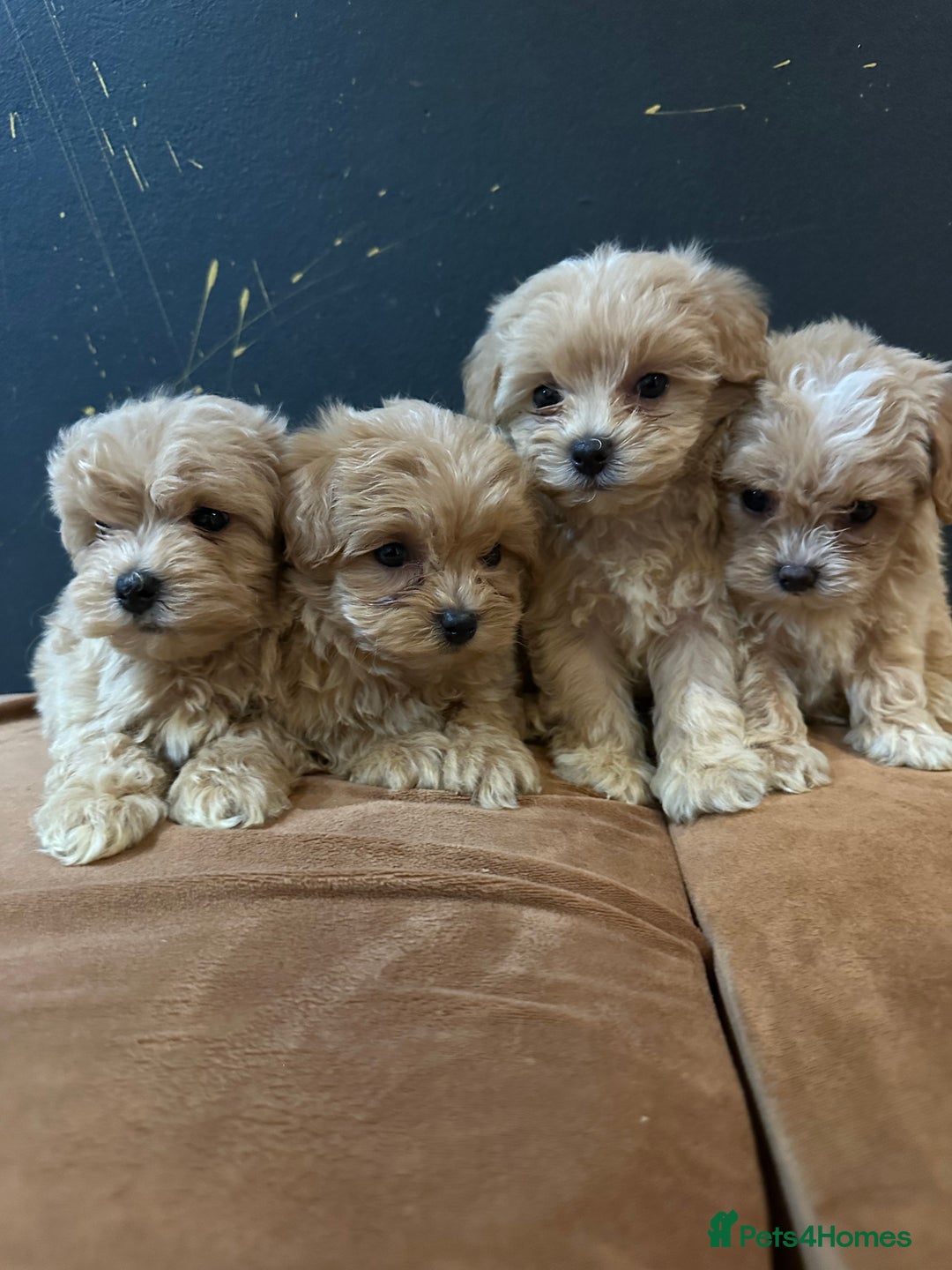Maltipoo dogs for sale: Gourgeous toy maltipoo puppies❤️ - Image 4