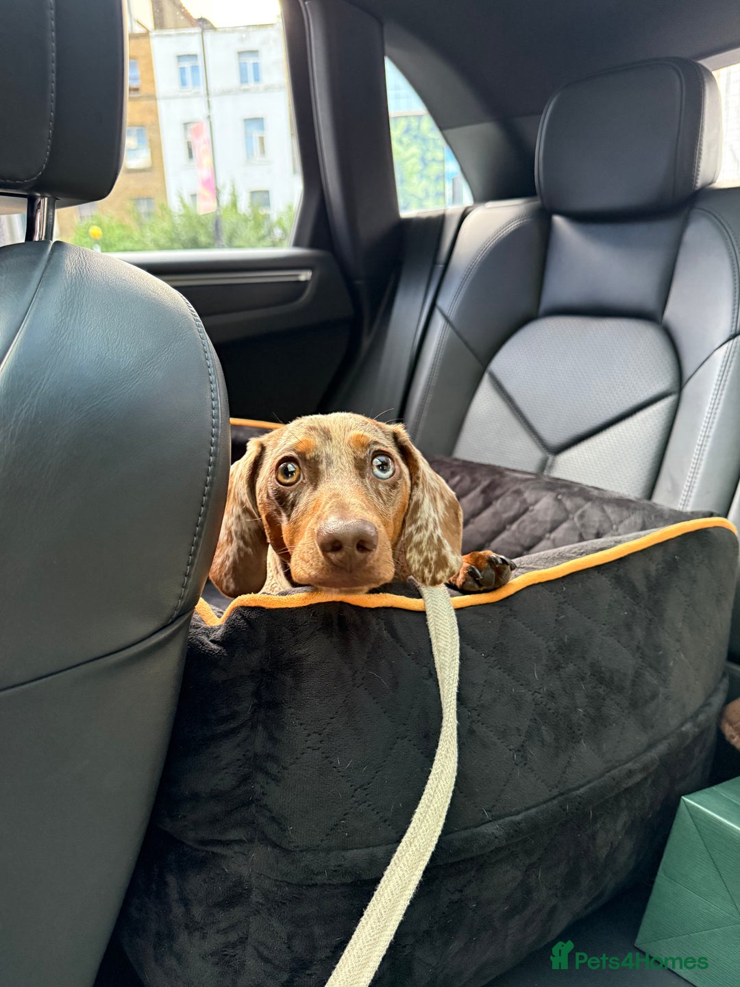 Miniature Dachshund dogs for stud: Miniature Dachshund - Stud - Image 1