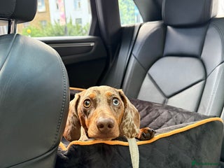 Miniature Dachshund dogs - Advert 8