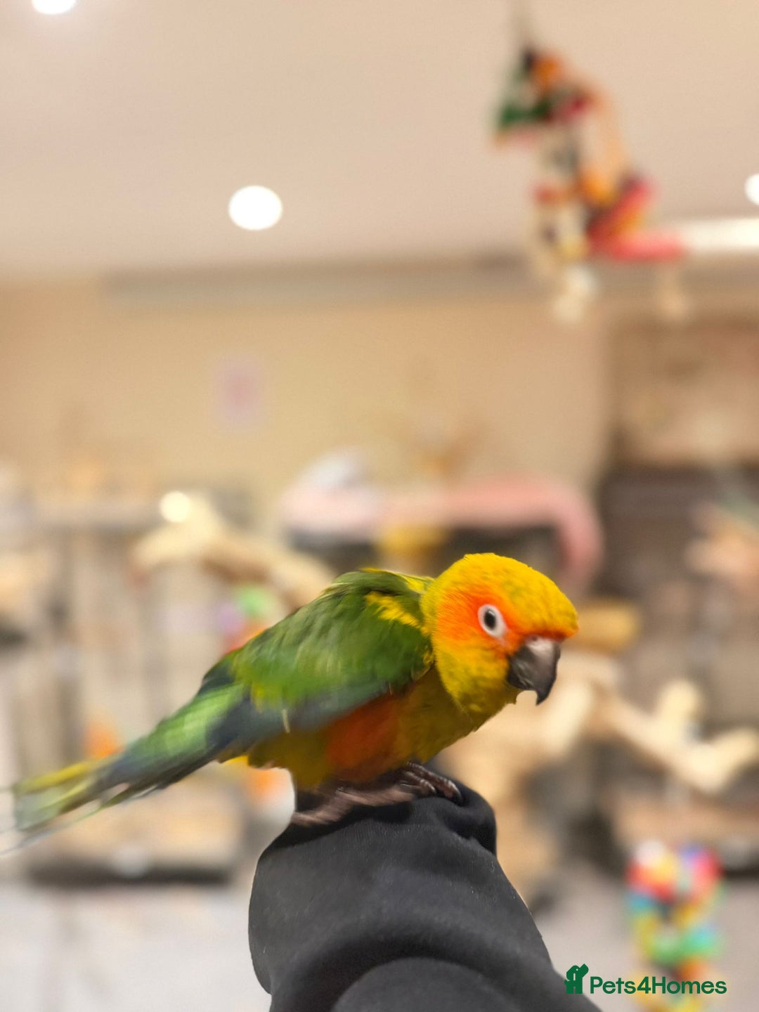 Budgerigars birds for sale: Super Tame Handreared Sun Conure  - Advert 3