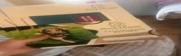 Miniature Dachshund dogs for sale: Miniature dadhaunds ready now  - Advert 5