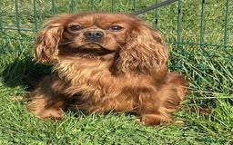 Cavapoo dogs for sale: Beautiful F1 cavapoo puppies  - Image 18