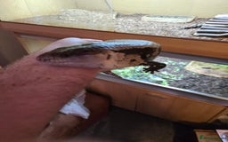 Skink reptiles for sale: Rehoming two Indonesian blue-tongued skink - Image 3