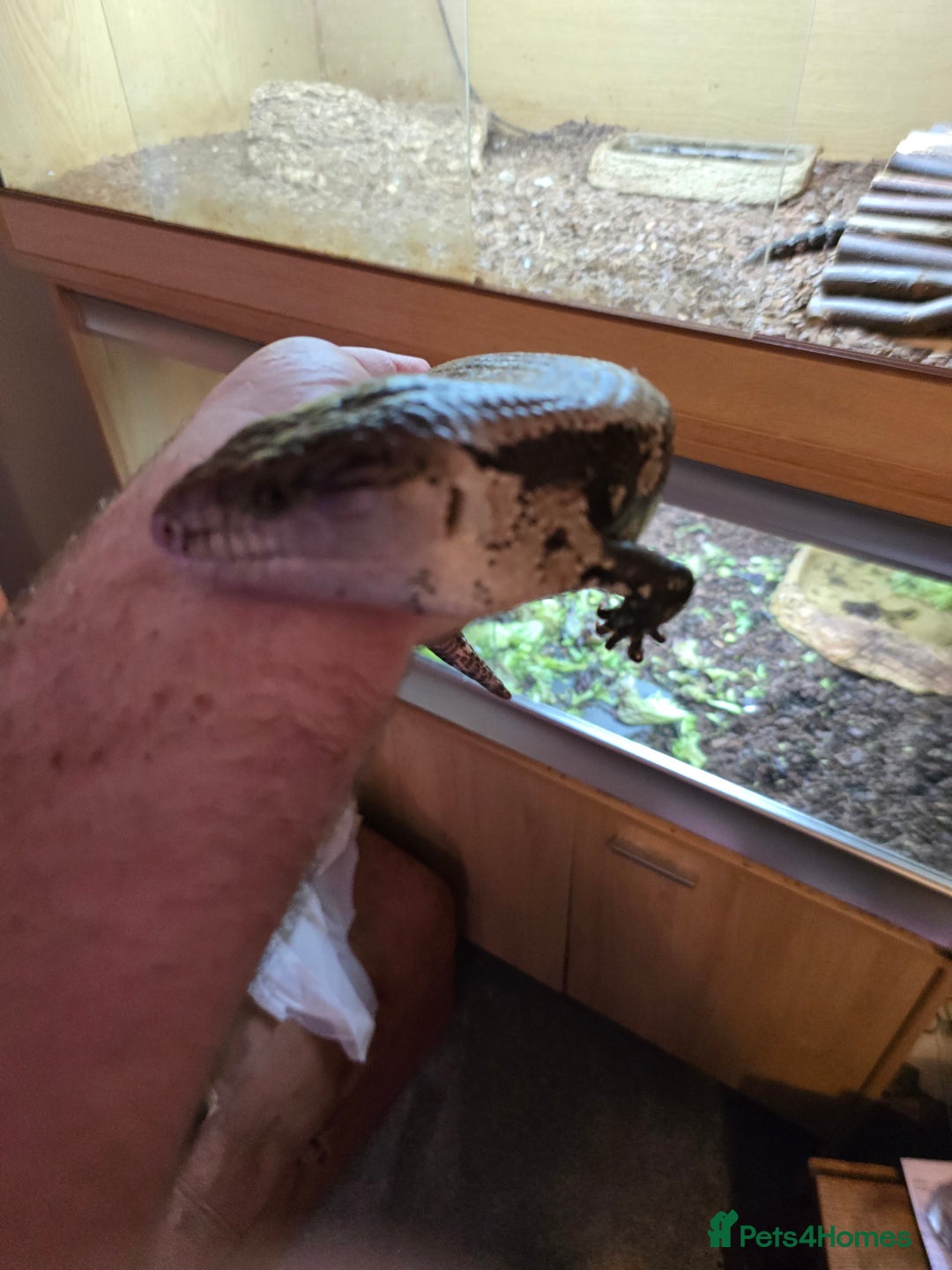 Skink reptiles for sale: Rehoming two Indonesian blue-tongued skink - Image 3