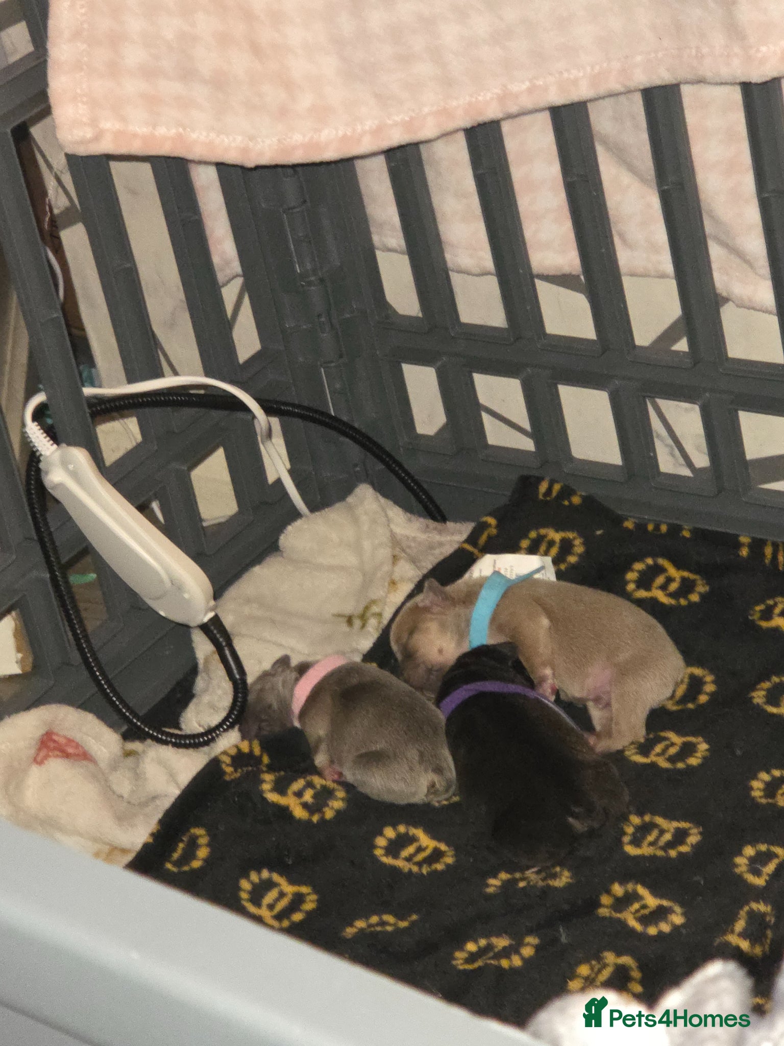 French Bulldog dogs  french bulldog puppies - Advert 1
