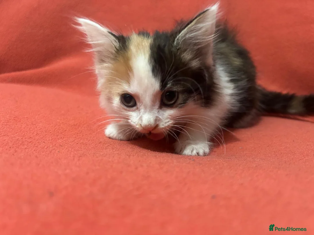 RagaMuffin cats for sale: Kittens for sale  - Advert 10