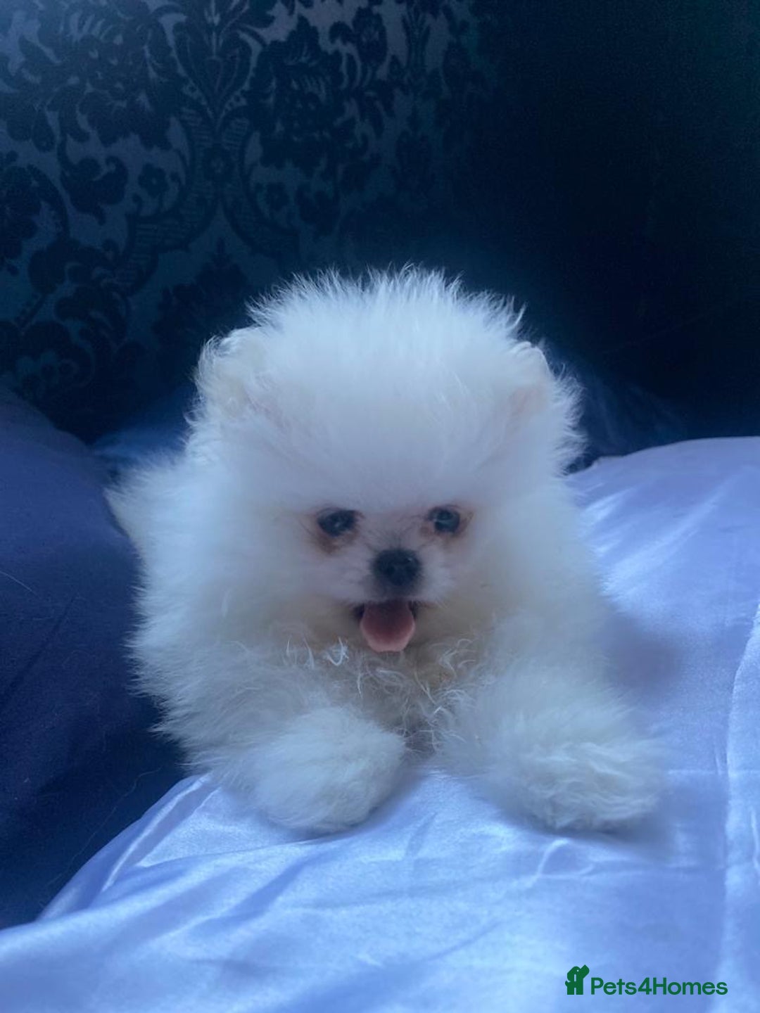 Pomeranian dogs for stud: White Pomeranian KC Registered CHAMPION Bloodlines in Manchester - Advert 6