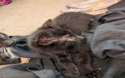 Mixed Breed cats for sale: All black and black/white kittens for sale - Image 3