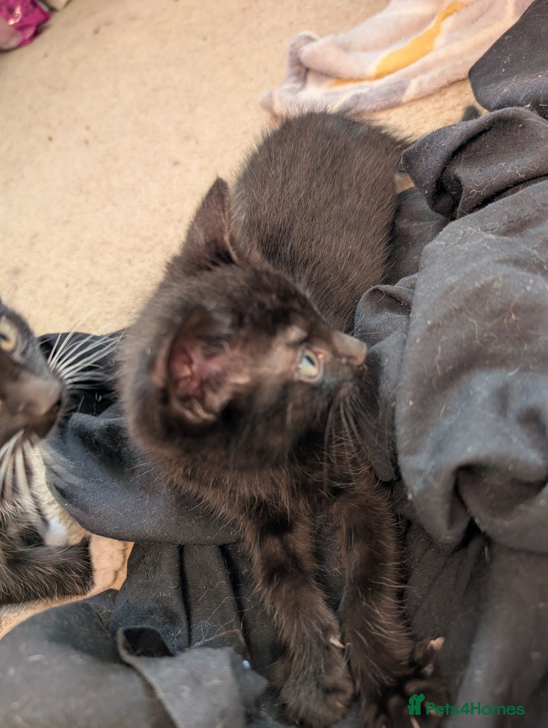 Mixed Breed cats for sale: All black and black/white kittens for sale - Image 3