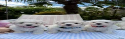 Bichon Frise dogs for sale: Beautiful KC Registered Bichon Frise Girls - Advert 1