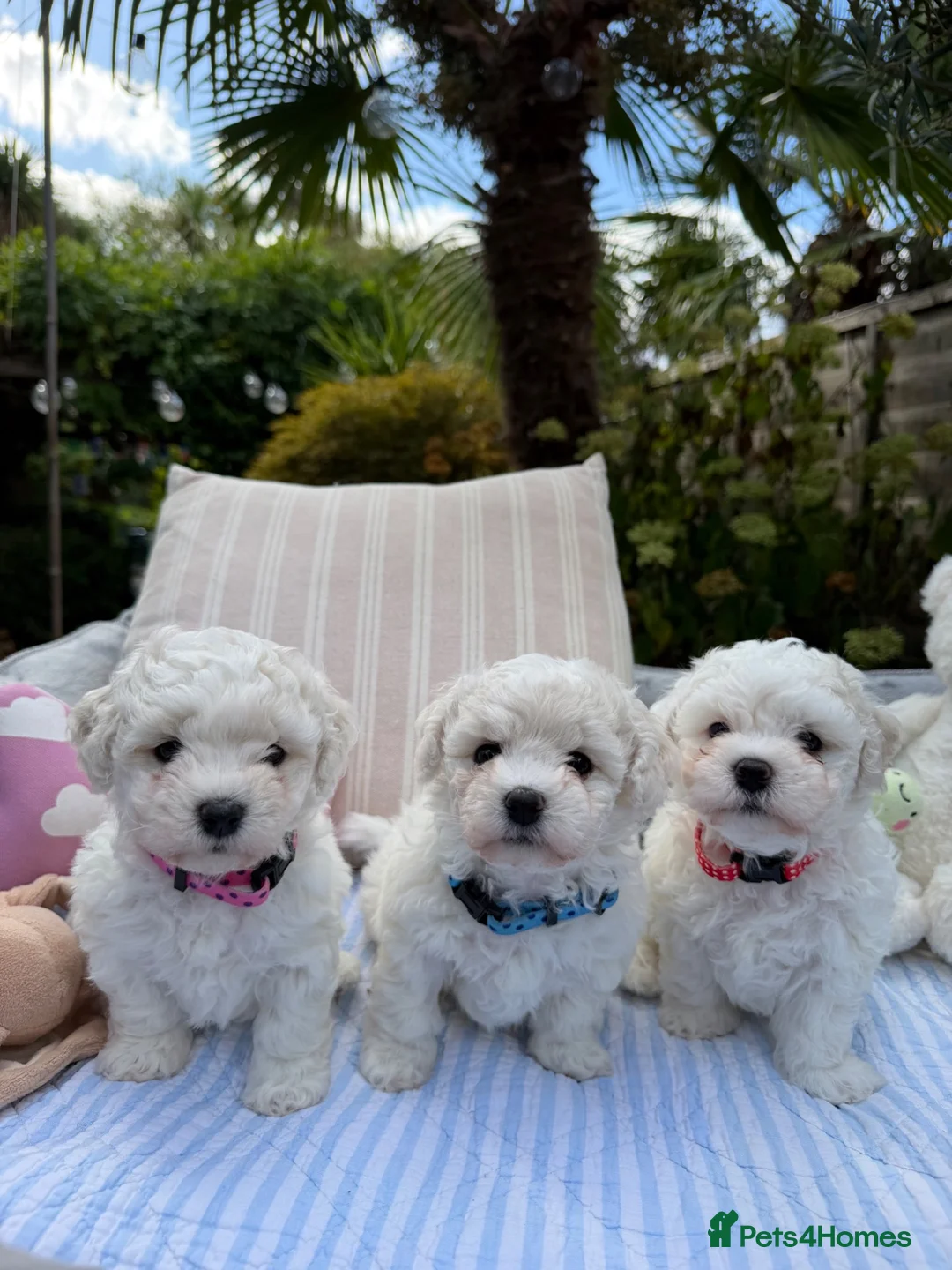 Bichon Frise dogs for sale: Beautiful KC Registered Bichon Frise Girls - Advert 1