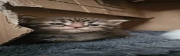 Mixed Breed cats for sale: Maine coon x kittens - Advert 2